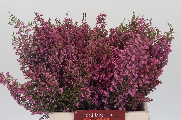 Kaaps Groen Erica Melanthera