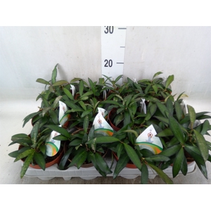 Hoya  'Rosita'