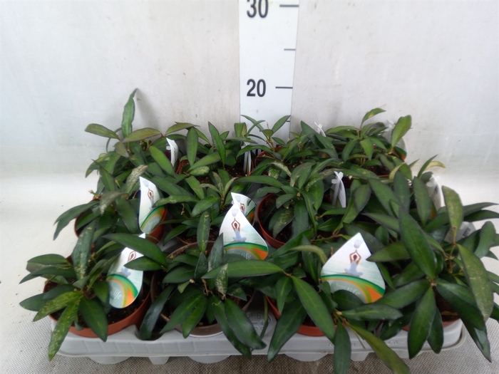 <h4>Hoya  'Rosita'</h4>