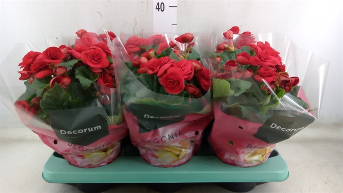 <h4>Begonia elat. DU 'Baladin'</h4>