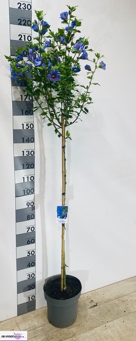 <h4>HIBISCUS SYRIACUS</h4>