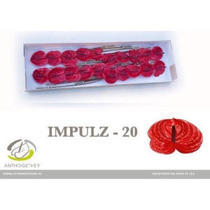 Anthurium Impulz