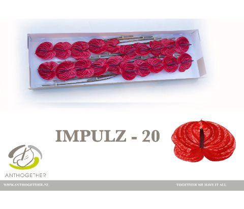 Anthurium (Andreanum Grp) Impulz