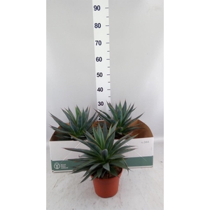 Agave  'Shaka Zulu'