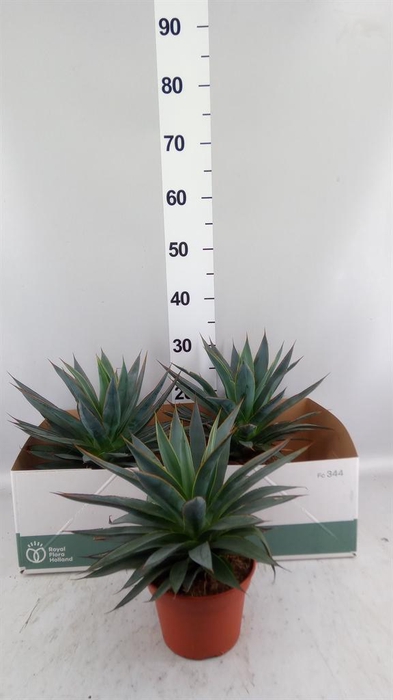 <h4>Agave  'Shaka Zulu'</h4>