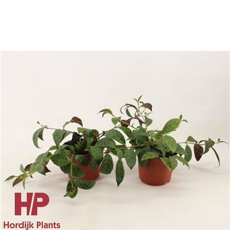 <h4>Aeschynanthus Marmoratus</h4>