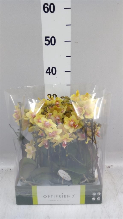 Phalaenopsis multi.   ...orange