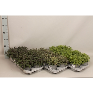 Kruiden I Salvia Mix