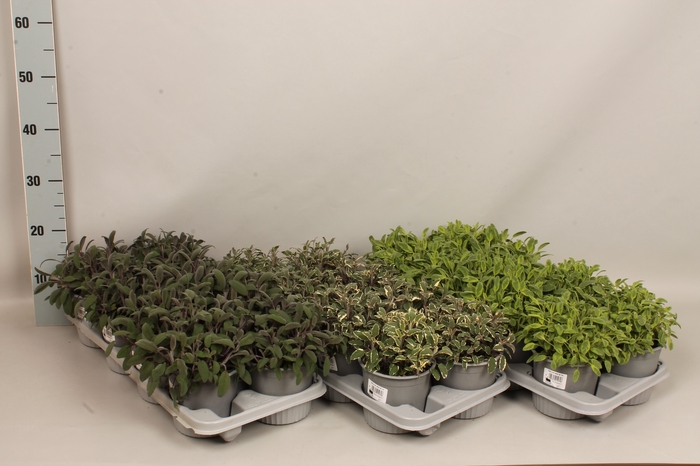 <h4>Kruiden I Salvia Mix</h4>