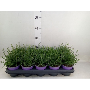 Lavandula angus. 'Essence Pure'