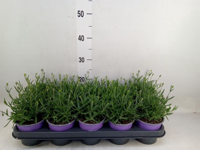 <h4>Lavandula angus. 'Essence Pure'</h4>