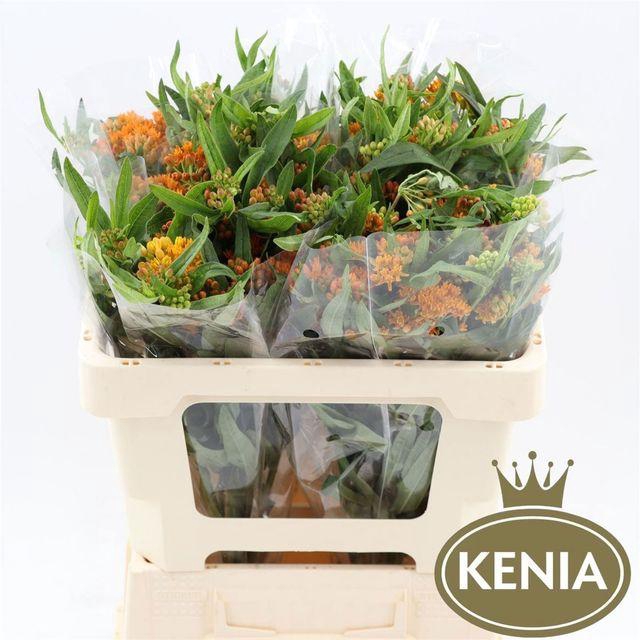 <h4>Ascl Tuberosa</h4>