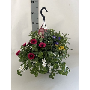 Hanging plant   ...