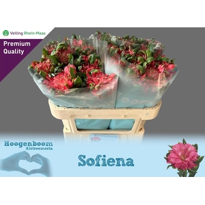ALSTR SOFIENA