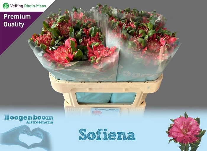 <h4>ALSTR SOFIENA</h4>
