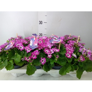 Pericallis cr. 'Mandala'   ...mix