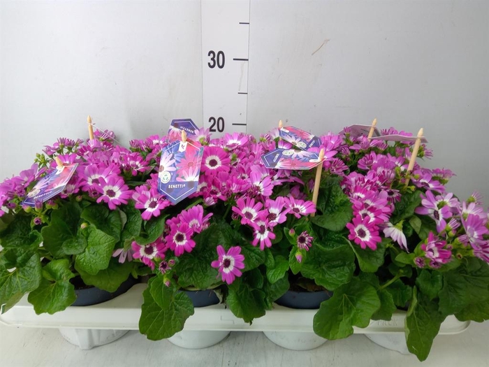 <h4>Pericallis cr. 'Mandala'   ...mix</h4>