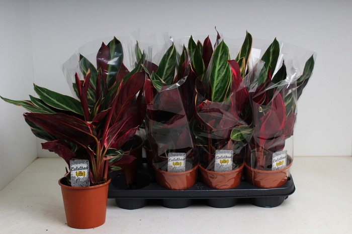 <h4>STROM SA TRIOSTAR</h4>