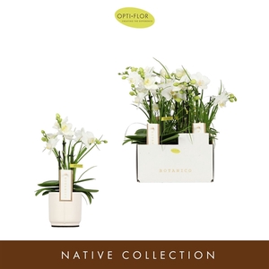 Botanico Nolina White 3 spike in Lazio White