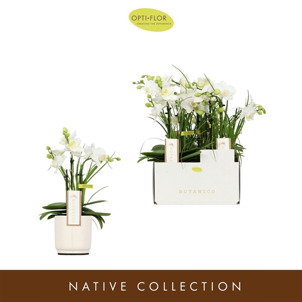 <h4>Botanico Nolina White 3 spike in Lazio White</h4>