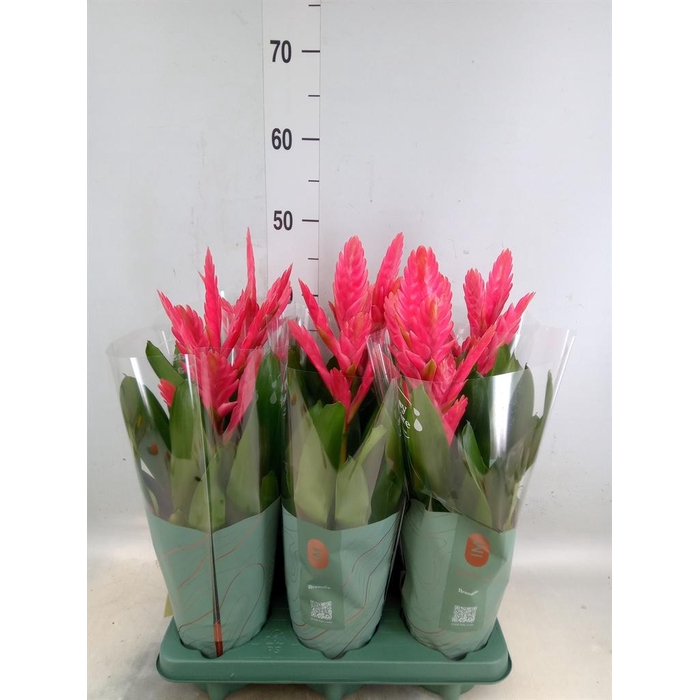 <h4>Vriesea   ...</h4>