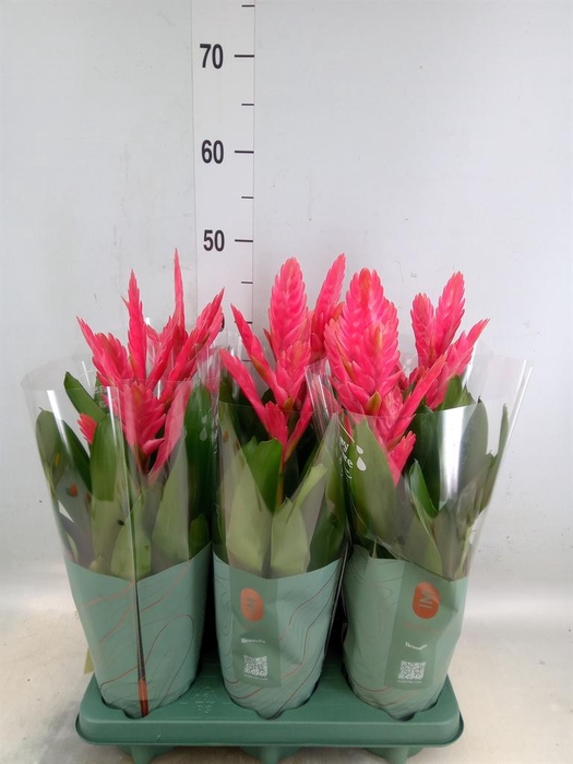 <h4>Vriesea   ...</h4>