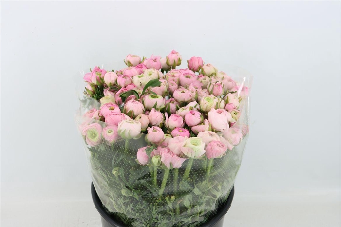 <h4>Ran Amandine Marshmallow L Pink</h4>