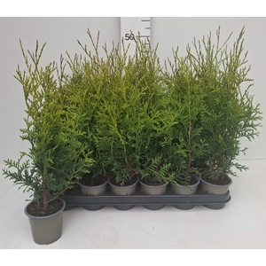 THUJA O OV