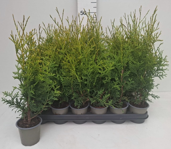 <h4>THUJA O OV</h4>