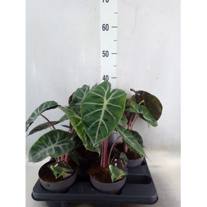 Alocasia   ...