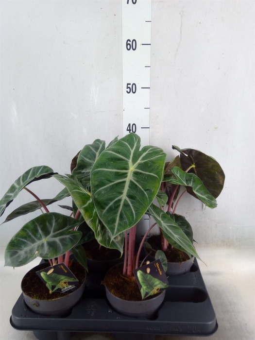 <h4>Alocasia   ...</h4>