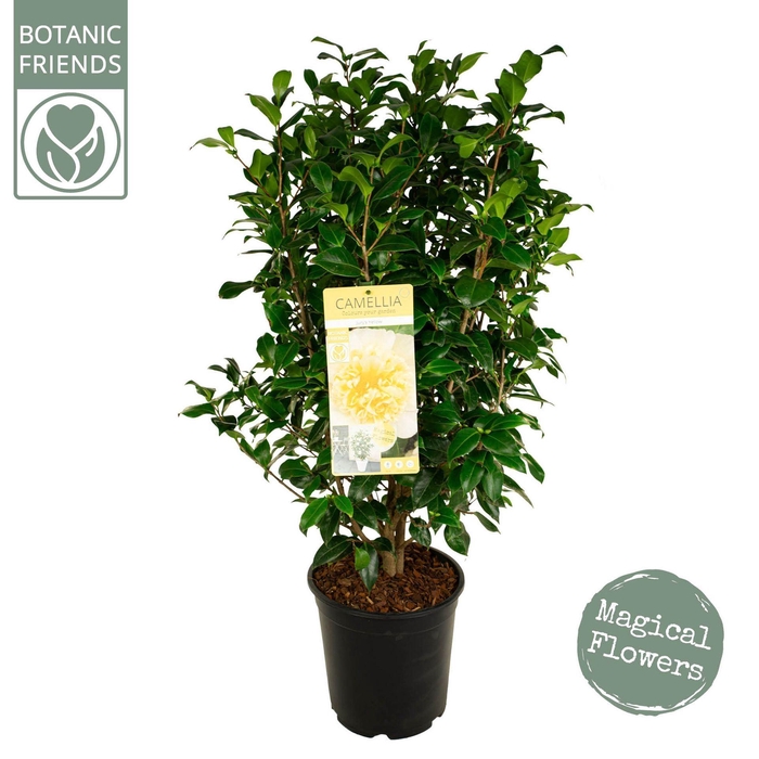 <h4>Camellia williamsii Jurys Yellow</h4>