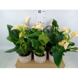Anthurium   ...mix