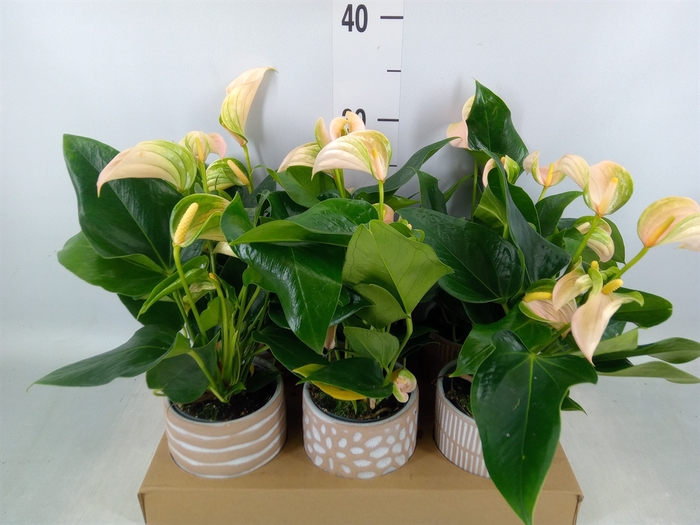 <h4>Anthurium   ...mix</h4>