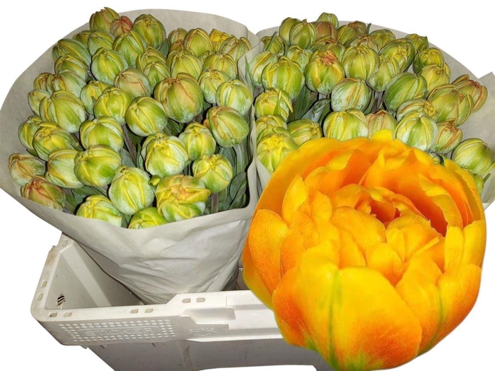 <h4>Tu Du Sun Lover</h4>