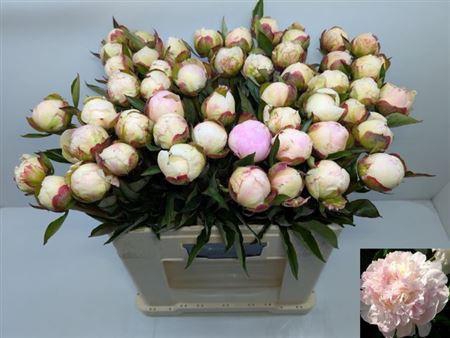 <h4>Paeo L Flor Nicholls</h4>