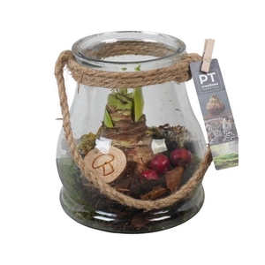 PTAA7577 Arrangement Amaryllis in glazen vaas