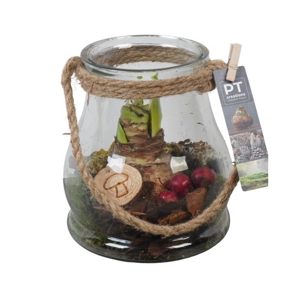 <h4>PTAA7577 Arrangement Amaryllis in glazen vaas</h4>