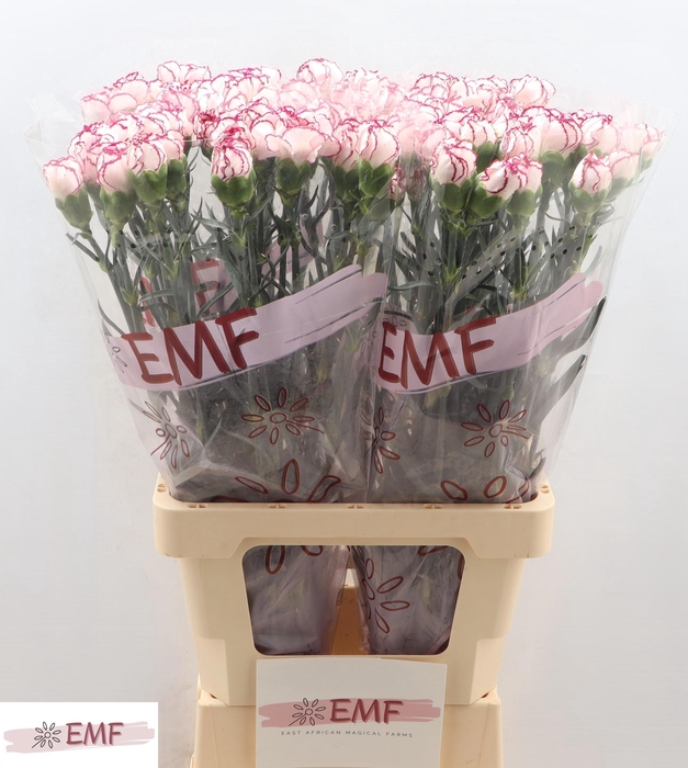 <h4>DI ST DAMASCUS</h4>