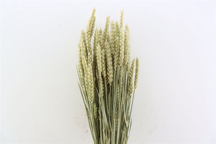 Dried Triticum (tarwe) Natural X5 Bunch