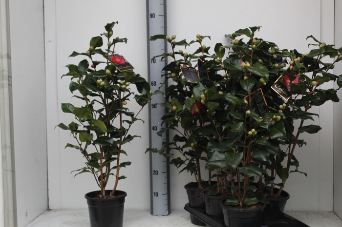 <h4>CAME J DR KING</h4>