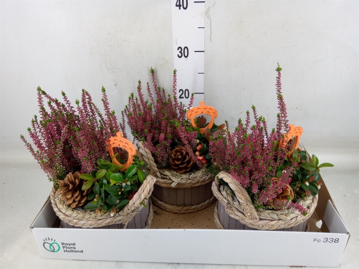 <h4>Arr.   Tuinplanten L%</h4>