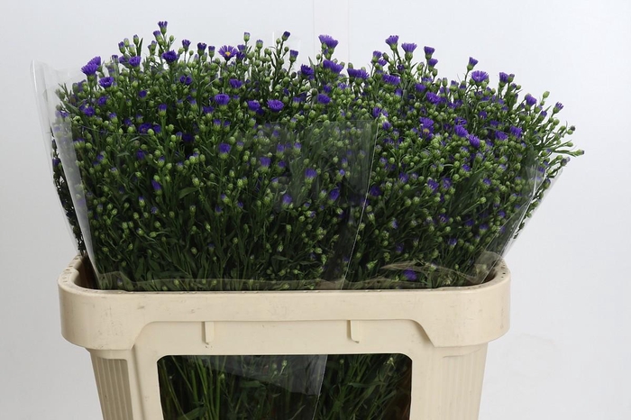 <h4>Aster Casamare</h4>