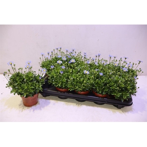 arr8 Feli Am Felicit Blue