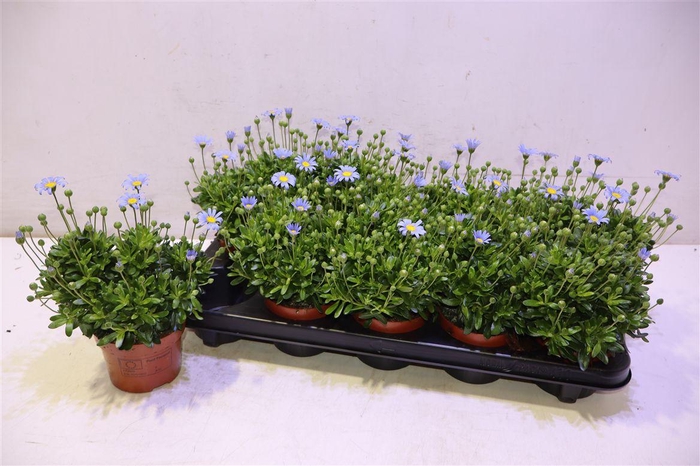 <h4>arr8 Feli Am Felicit Blue</h4>