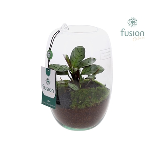 Green Bottle Isabella Small met Calathea