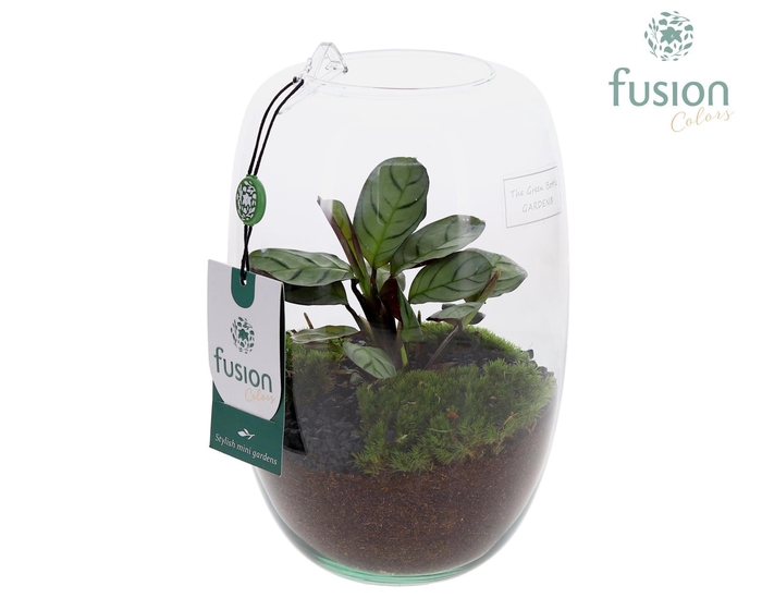 <h4>Green Bottle Isabella Small met Calathea</h4>