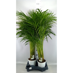 Dypsis lutescens   ...Chrysalidoca