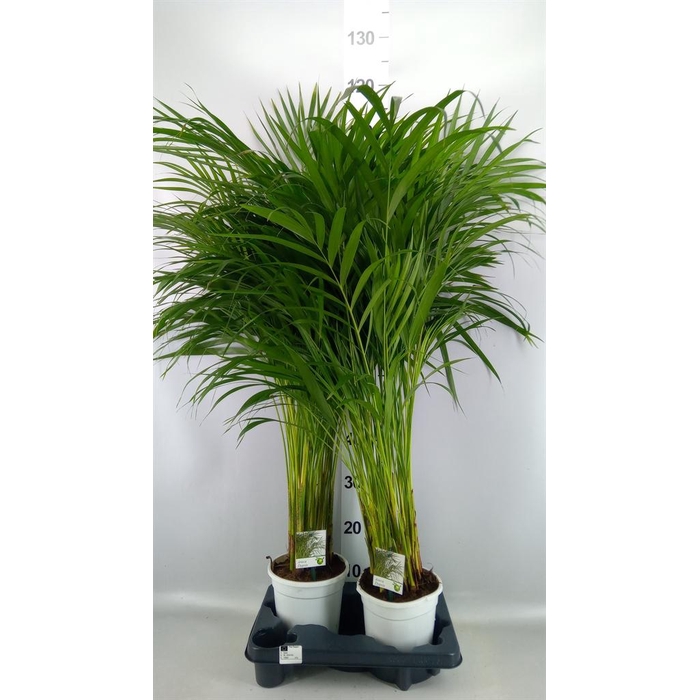 <h4>Dypsis lutescens   ...Chrysalidoca</h4>