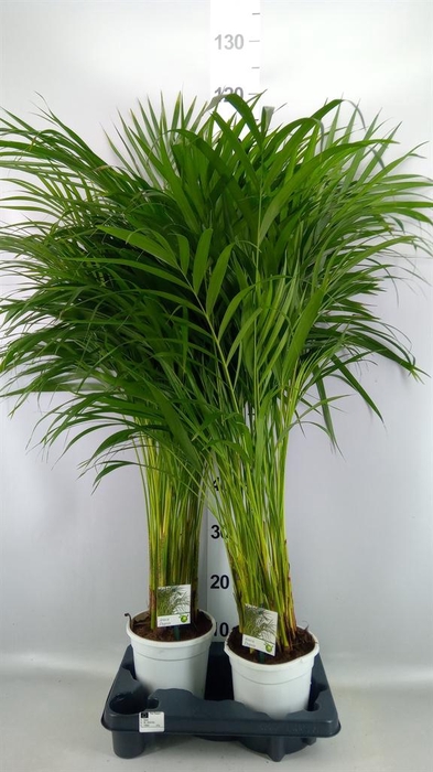 Dypsis lutescens   ...Chrysalidoca
